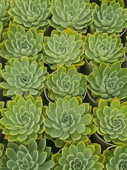 A full tray of Echeveria succulents ready to be potted. These are a fantastic and affordable option for party favors, wedding return gifts, or corporate events.