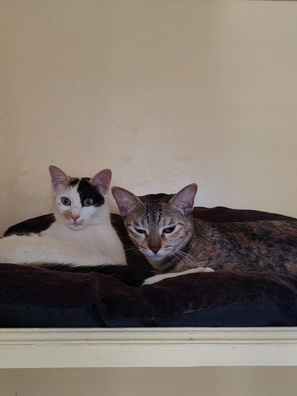 Sammy's Nest - Home Boarding for Small Pets Happy Cats: Our Boarding Guests photo 45