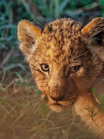 African Journeys: Savannahs, Jungles, and Great Apes photo 49