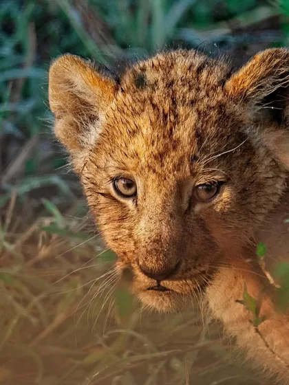 The innocent and curious gaze of a young lion cub. This close-up portrait captures the vulnerability of these animals before they grow into the kings of the savannah.