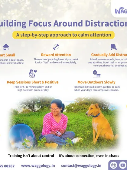 This infographic provides a step-by-step approach to building focus around distractions. I teach you to start small in a quiet space, reward attention, and gradually move to more challenging environments. It's about connection, even in chaos.