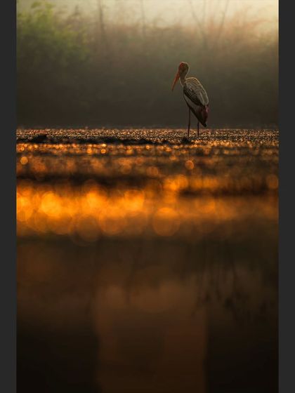 A Painted Stork stands alone in the water, the rising sun creating a brilliant orange bokeh effect on the surface. The reflection adds to the moody, artistic feel of the shot.