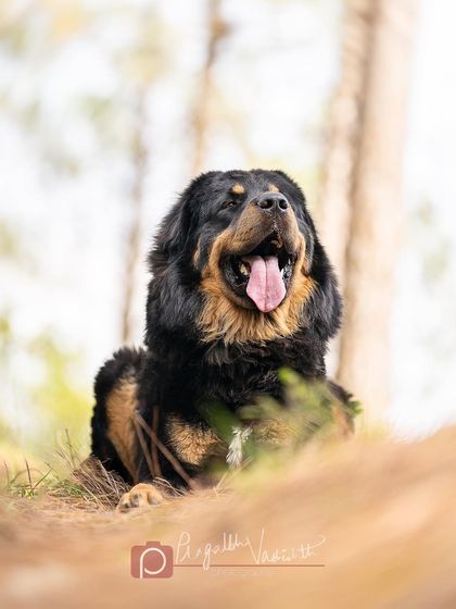 Pragalbh - Commercial Pet Photography On Location: Himalayan Dogs & Livestock photo 4