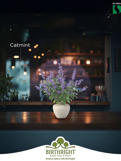 Catmint is another excellent natural mosquito repellent. Its lovely purple flowers look beautiful in a vase while it works to keep your home bug-free.