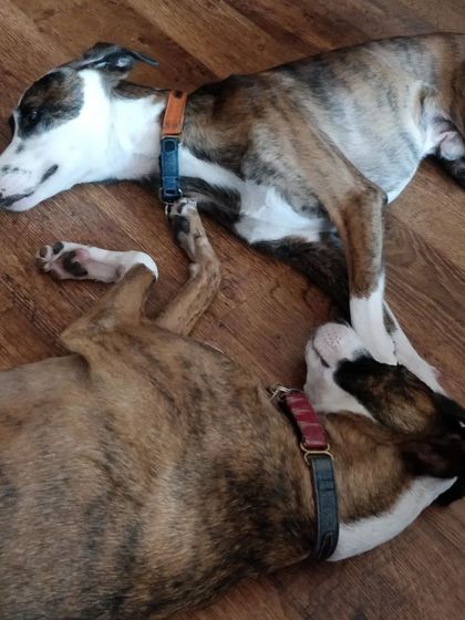 Aditi - In-Home Pet Sitting Happy Paws, Happy Home photo 11