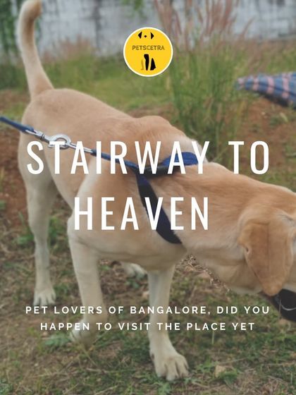 Petscetra - Pet Boarding & Daycare Out & About: Walks and Exploration photo 3