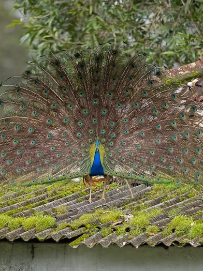 A peacock displaying on a moss-covered roof, an interesting juxtaposition of wild nature and human structures.