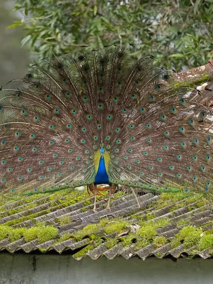 An unusual sight: an Indian Peafowl displaying on a moss-covered tiled roof, bringing the wild into a human-altered landscape.