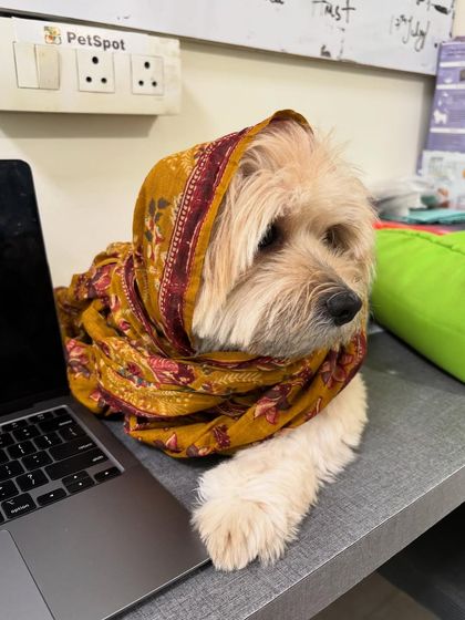 Moju, draped in a scarf, gives a side-eye to the laptop. The playful and funny moments we share with our boarding dogs are what make PetSpot a truly special place.