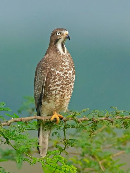 A White-eyed Buzzard perched in a thorny tree. Its striking white eyes give it a unique and intense expression.