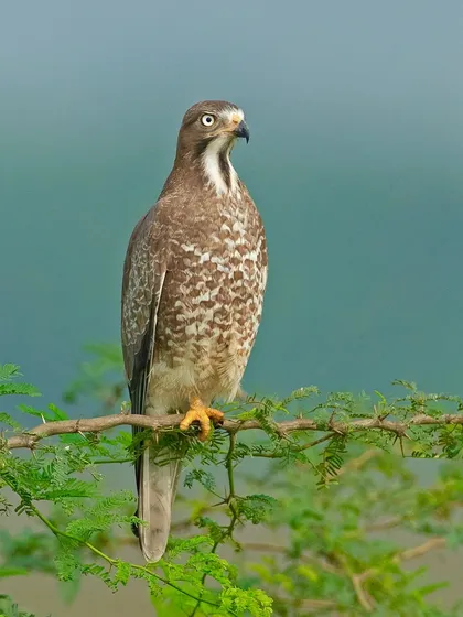 A portrait of a White-eyed Buzzard against a soft blue-green background. The clean composition highlights the bird's sharp features and mottled plumage.