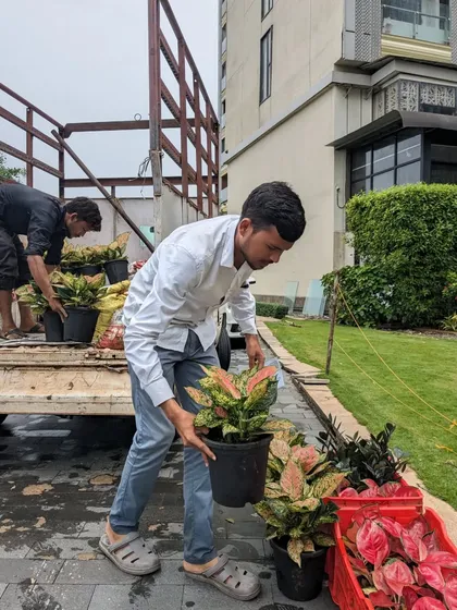 My team and I are unloading a fresh delivery of plants for a client. We handle each plant with care, from the truck to the planting site, to minimize stress and ensure they arrive in great condition.