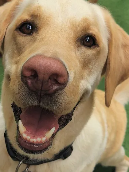 Just look at that smile! This is the happy face of a comfortable, well-cared-for dog. I send regular photo and video updates like this to all my pawrents so you can see how much fun your doggo is having.