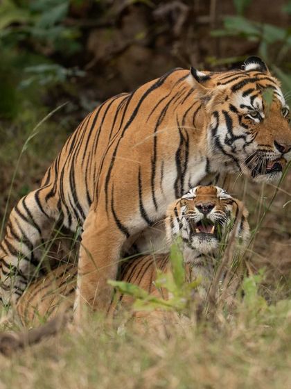 A mating pair in Tadoba, captured during the winter season. These moments of intimacy are a crucial part of the jungle's life cycle.