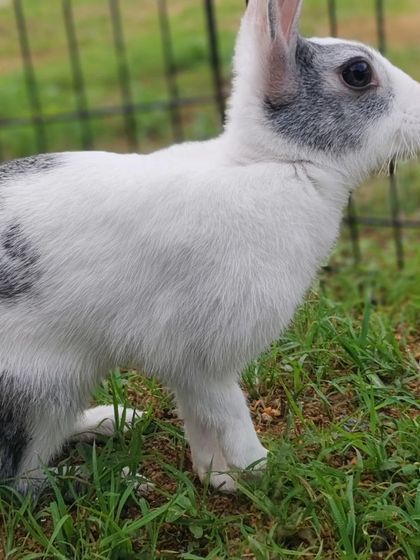 A side profile of Potlu, enjoying her time in the grass.