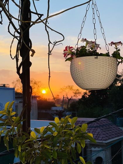 Another shot of the beautiful sunset from my balcony, with a hanging basket of Petunias. Simple moments like these are what make all the hard work of gardening completely worth it.