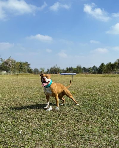 Dog Park