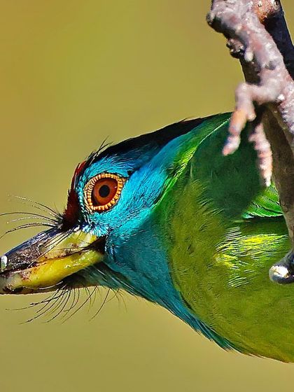 A close-up of a Blue-throated Barbet, its head tilted at an interesting angle. The shot provides a clear view of its colorful plumage and the long bristles around its beak.