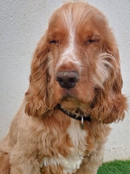 A Cocker Spaniel caught mid-blink. So cute and sleepy.