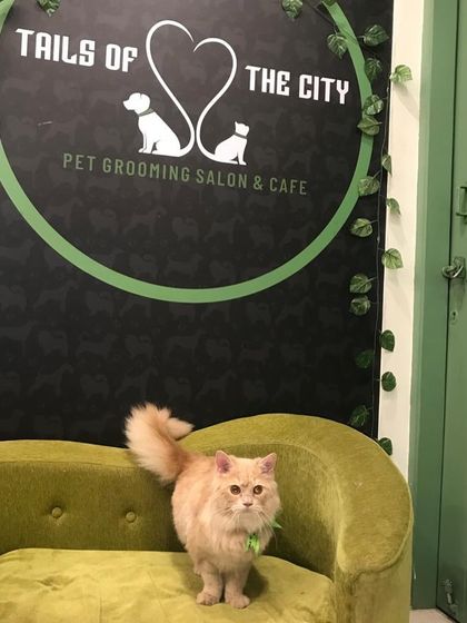 Tails of the City - Pet Supplies Our Pawsome Guests photo 6