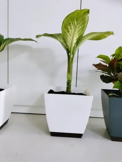 A selection of easy-care plants like Dieffenbachia and Croton in modern square planters, ready to be placed in an office to brighten up the workspace and improve air quality.