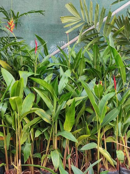 We have a healthy stock of beautiful flowering Heliconia plants. They are hardy, summer-flowering perennials that thrive with good light and water, giving off wonderful tropical vibes.