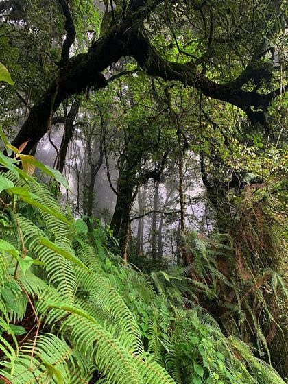 The depth and quiet of the forest in Darjeeling. Being surrounded by trees is a powerful reminder of the grounding, ancient energy of nature.