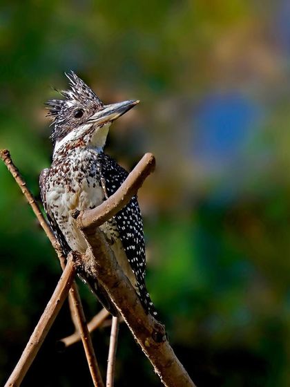 A Crested Kingfisher is perched among a cluster of thin branches. The complex environment highlights the bird's ability to find a foothold in unlikely places.