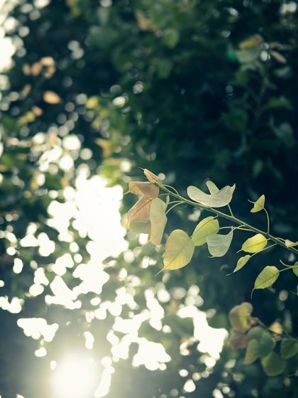 Garima Bhaskar - Photo & Video Editing Presets Aqua: Moody Blues & Greens for Travel photo 40