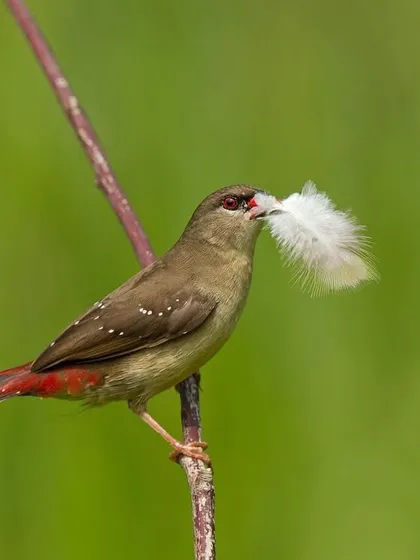 A female Red Avadavat also contributes to the nest, here carrying a fluffy white feather.
