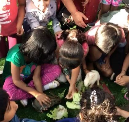 For family-oriented corporate or public events, we can arrange unique activities. This petting zoo was a huge hit, providing a memorable and interactive experience for children.