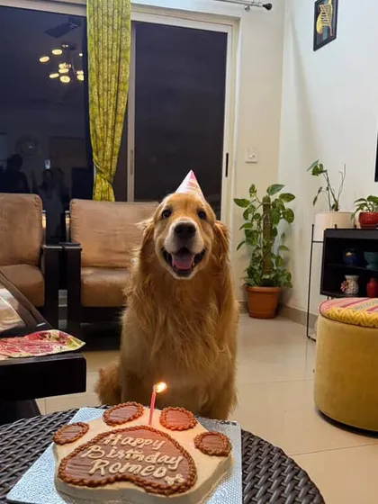 This is what pure birthday joy looks like. We believe every dog deserves a special day, which is why we bake every cake, like Romeo's Pawsome 2.0 cake, with fresh, healthy ingredients like homemade peanut butter and yogurt.