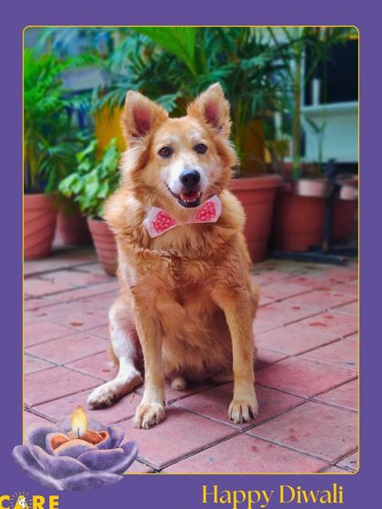 Charlie's Animal Rescue Centre - Animal Rescue & Adoption Life at the Shelter photo 14