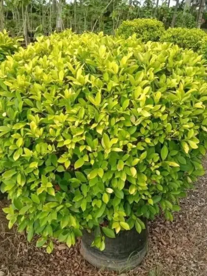 A simple yet perfectly formed globe-shaped shrub, showcasing the fundamental topiary skills I apply to all my work. This versatile plant can be used in rows for hedging or as a standalone accent in any garden bed.