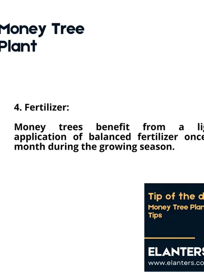 Money Tree Care Part 5: Fertilizer. A light application of a balanced fertilizer once a month during the growing season is all your Money Tree needs.