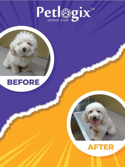 From shaggy to chic. This transformation highlights how a professional grooming session can bring out your pet's inner supermodel.