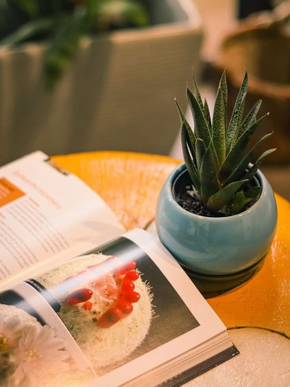 Sometimes, all you need is a small touch of green. I help clients find the perfect small plant, like this Haworthia in a beautiful ceramic pot, to bring a bit of nature to a desk, side table, or that lazy weekend reading corner.