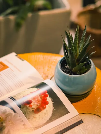 Sometimes, all you need is a small touch of green. I help clients find the perfect small plant, like this Haworthia in a beautiful ceramic pot, to bring a bit of nature to a desk, side table, or that lazy weekend reading corner.