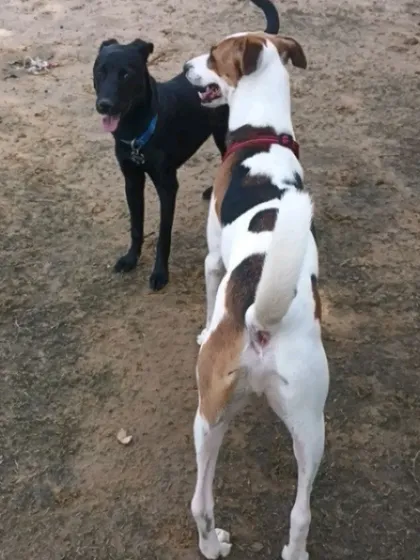 Two friends taking a break. Socialization is as much about calm moments as it is about active play.