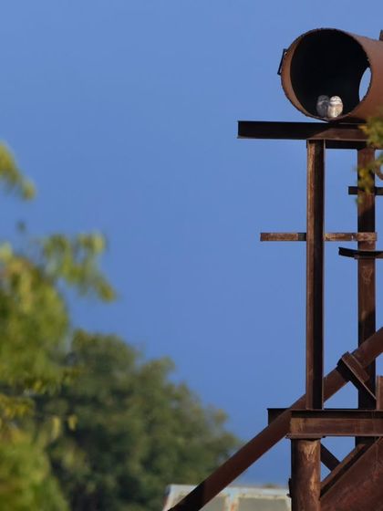 A Spotted Owlet roosting in an old, rusty machan in the middle of a city. This image is a testament to their incredible adaptability and ability to thrive in urban environments.