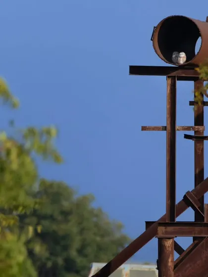 A Spotted Owlet roosting in an old, rusty machan in the middle of a city. This image is a testament to their incredible adaptability and ability to thrive in urban environments.