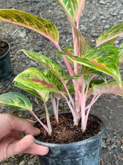 This is a young Aglaonema 'Pink Dalmatian', showing its bright pink stems and green leaves with pink speckles. They become more colorful as they grow.