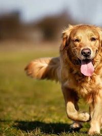 Dog Walking