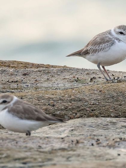 Waders, Ducks & Waterbirds photo 81