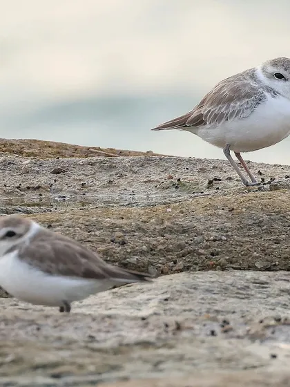 A pair of White-faced Plovers on the rocks. These small, delicate waders are an uncommon sight during Singapore's migratory season.