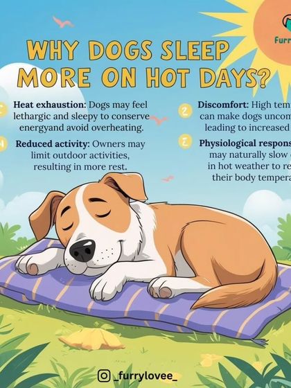 A clear, easy-to-read infographic explaining why dogs rest more on hot days. It covers reasons like heat exhaustion, discomfort, and reduced activity levels.