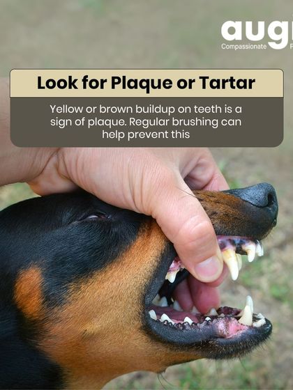 Augie Pets - Pet Grooming Services Dental Health & Wellness Guides photo 3
