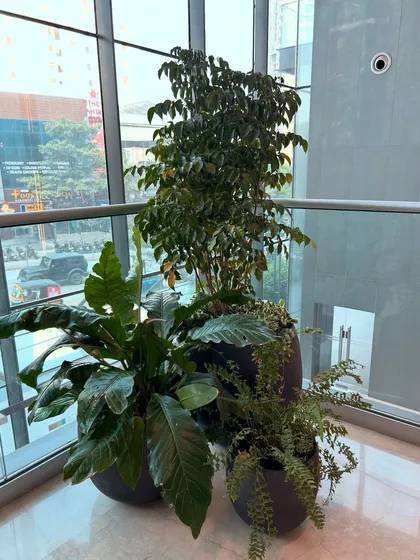 Even a simple corner can become a mini-jungle. Here, I grouped several large indoor plants with different leaf textures, like ficus and ferns, to fill this windowed corner with life and create a refreshing green view.