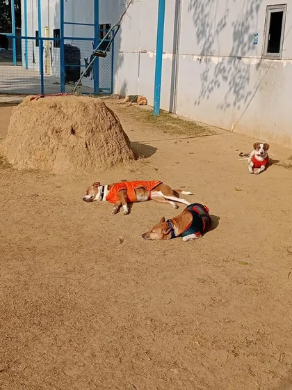 Sometimes we wish we were a dog, enjoying a warm winter morning nap in the sun with friends.