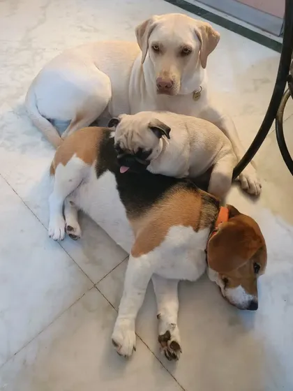There is nothing more peaceful than a puppy pile. After a morning full of play, it's common to find our guests all snuggled up together for a nap. Here are Luna the Labrador, Borris the Beagle, and Gundumani the Pug sharing a cozy moment on the cool floor.